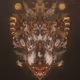 ilex imagines