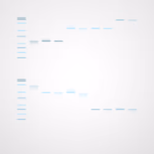 Item #322000043 Media