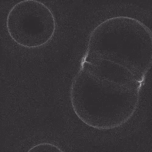 Item #320000254 Media