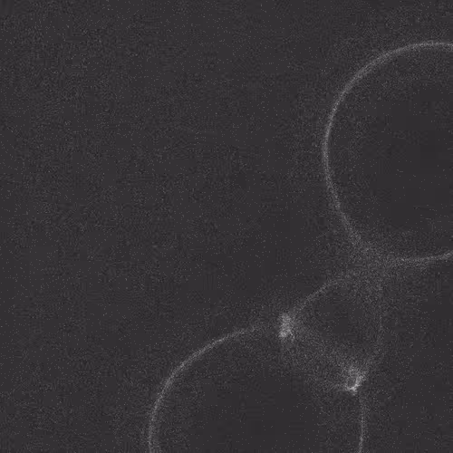 Item #320000081 Media