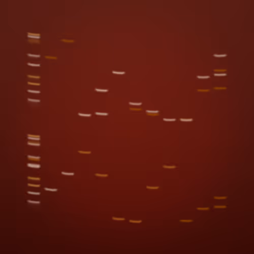 Item #322000158 Media