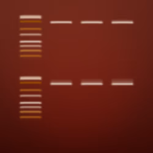 Item #322000172 Media