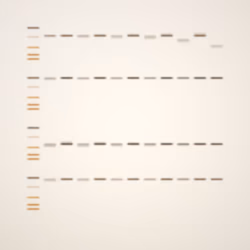 Item #322000106 Media