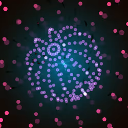 250000808