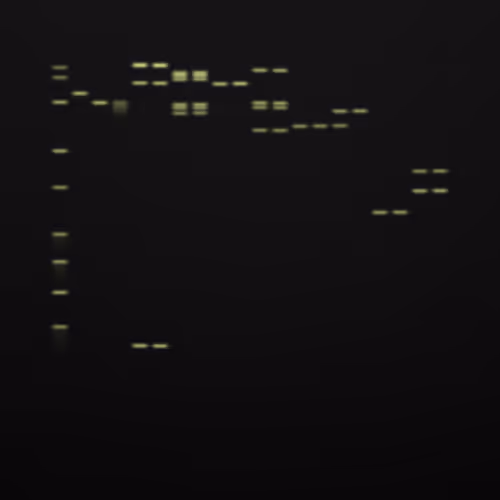 Item #322000005 Media