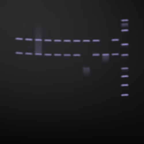 Item #322000097 Media