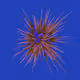 Star Flower #325