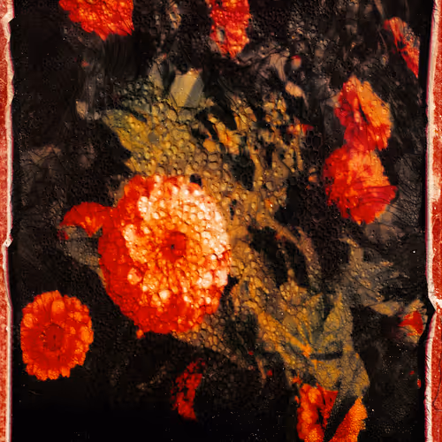 Polaroid Studies : The Flower Movement