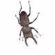 BugChain#000_3D