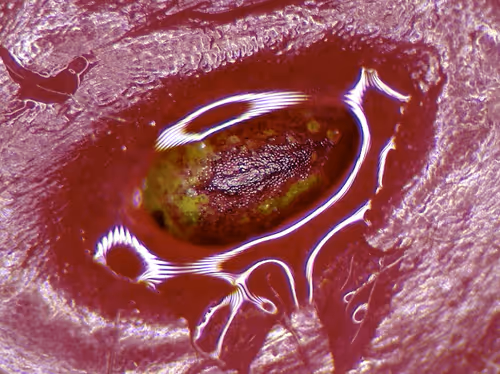 Item #68289716947622595321016826804075533259584785262104064357370445923624791484036 Media