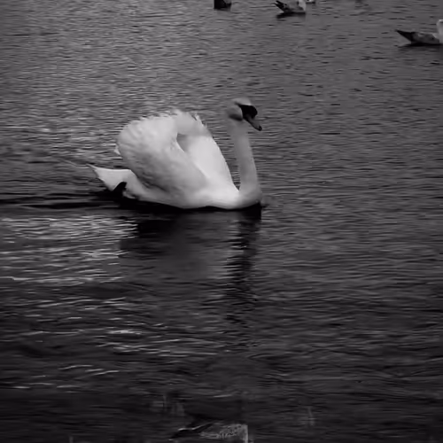 Silent Symphony