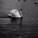 Silent Symphony