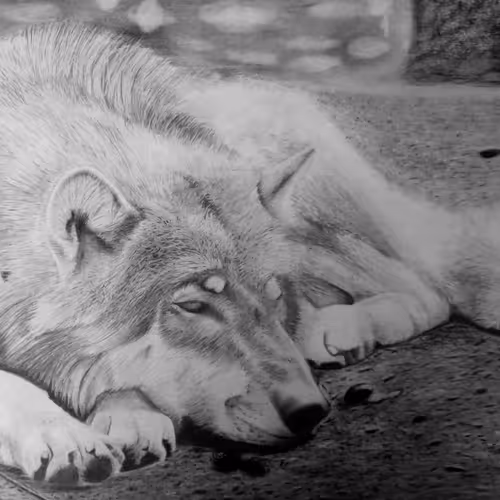 Pencil Hyperrealism V2