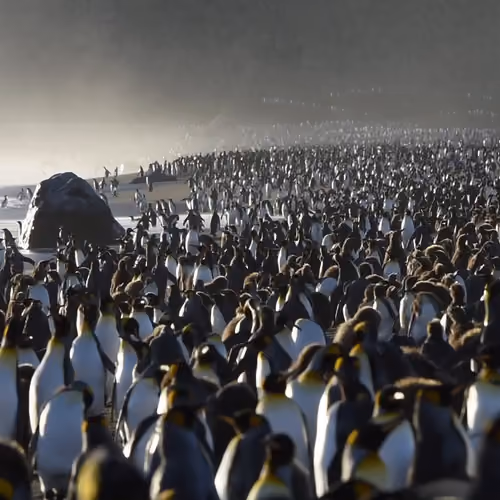 Penguins by David Tipling V2