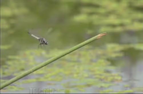 Item #41000002 Media