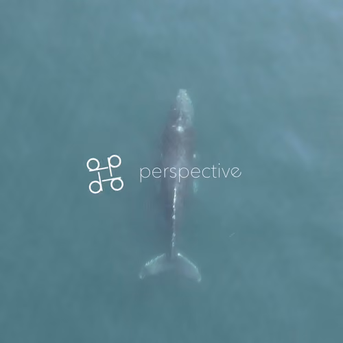 PERSPECTIVE MOMENTS