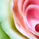 Fleur 2022