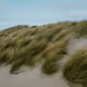 Dutch dunes