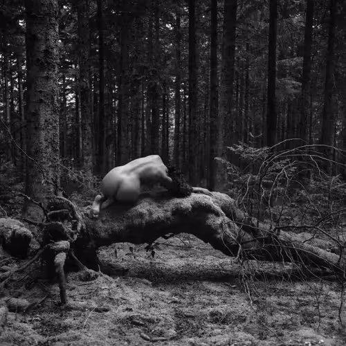 Forest sprit
