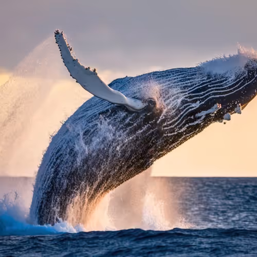 whale