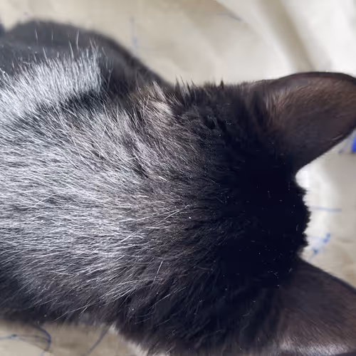 Cat Interaction