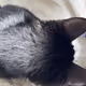 Cat Interaction