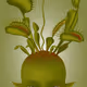 BabyPlant