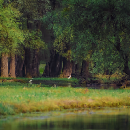 Shades of Green: A Visual Journey