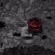 Metaverse of the Loneliness
