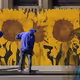 Sunflowers Over Politics