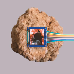 81
