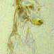 Vivid dog