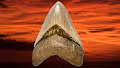 Megalodon Ranch
