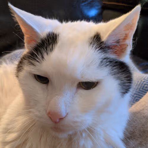 Outrageous  Cat