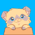 Cute Cute Kittens meow meow
