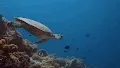 Turtle Friends.