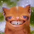 The Cursed Cats
