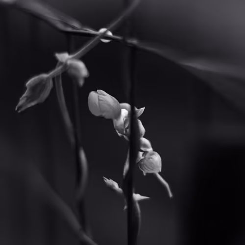 Fabaceae