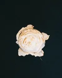 ARoseIsARose