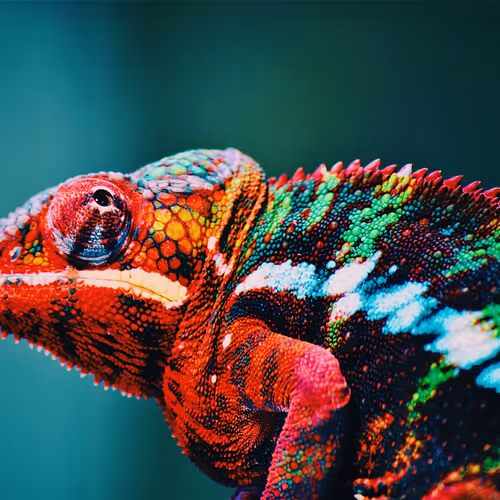 Chameleon Project