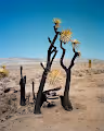 Gregory Halpern | ZZYZX