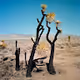 Gregory Halpern | ZZYZX