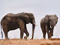 LIFE IN THE-WILD