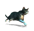 meowMEOWmeowCAT