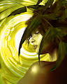 “EVERGREEN”