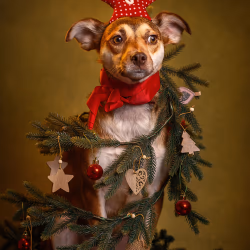 Сute сhristmas tree