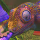 Custom Chameleon
