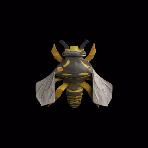Rock Hyphen Orchid Wasp