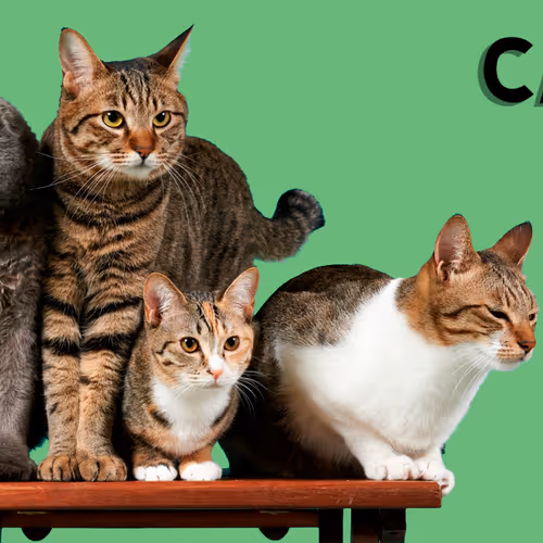 CatsDAO V2