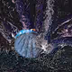 The Seed Of The Souls